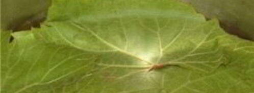 постная долма. Шаг 10