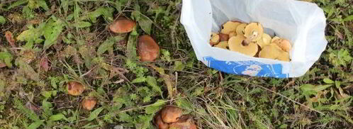 маслята жареные с картошкой. Шаг 5