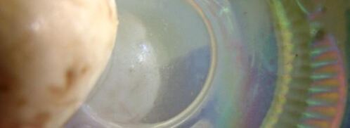 шампиньоны с эстрагоном. Шаг 4