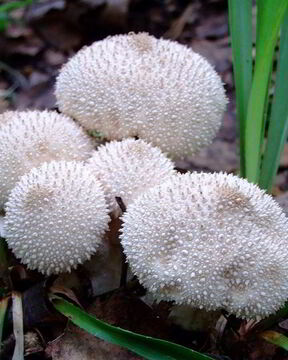 Тушеные дождевики