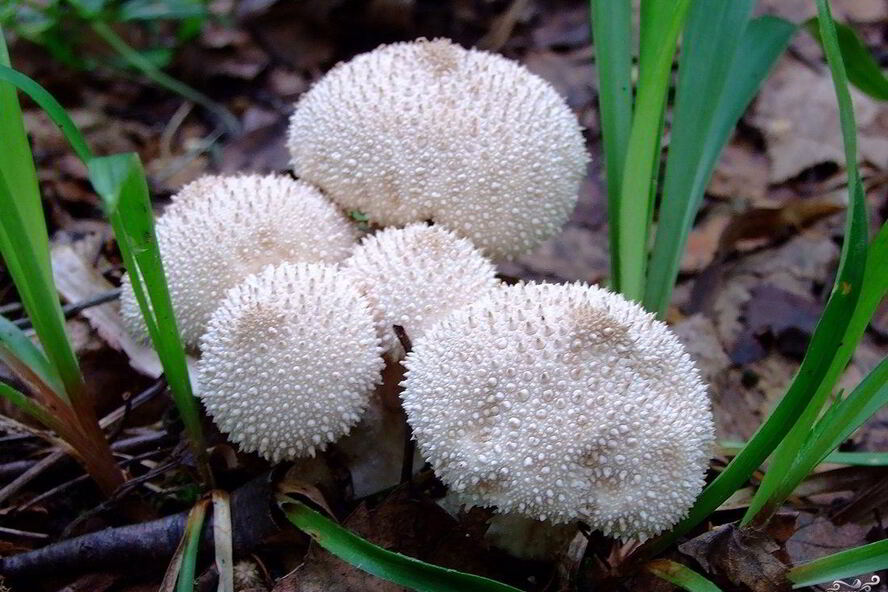 Рецепт тушеных дождевиков