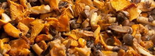 лазанья с сыром и грибами. Шаг 4