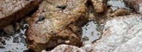 печень с луком. Шаг 3