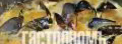 плов с мидиями. Шаг 6