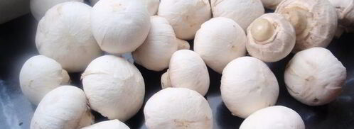 утиное филе в кунжуте с грибным рагу и картофельными дольками. Шаг 4