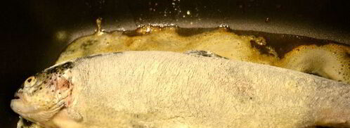 форель альмадин из штата айдахо с картофельным пюре из айдахо. Шаг 5