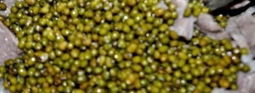 ароматная каша с машем, рисом и мясом. Шаг 5