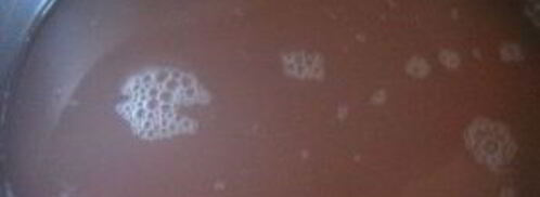 каша из красной чечевицы. Шаг 2