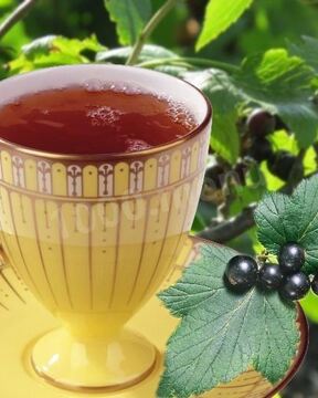 Чай из листьев смородины