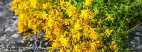 чай из зверобоя. Шаг 4