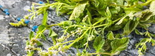 чай из зверобоя. Шаг 6