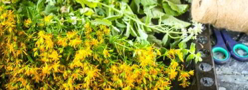 чай из зверобоя. Шаг 7