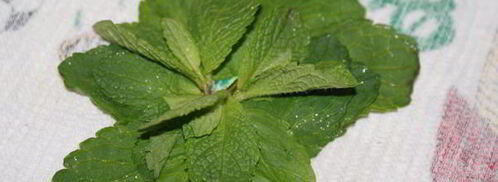 марокканский мятный чай. Шаг 6