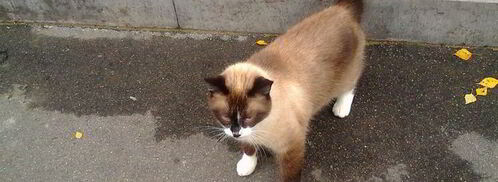 лед и кофе. Шаг 7