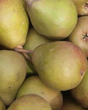 Самогон из груш