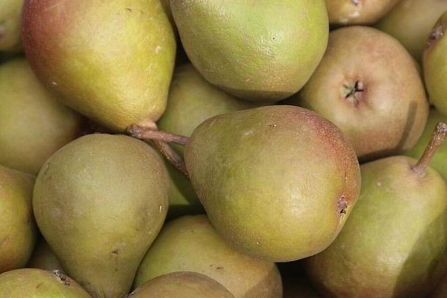 Рецепт самогона из груш