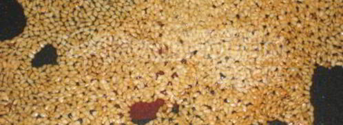 салат из овощей с яблочком и кунжутом. Шаг 5