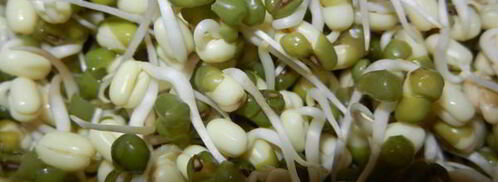 тергум-ча — салат из пророщенного маша. Шаг 3