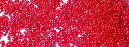 соус из красной смородины восточные мотивы. Шаг 2