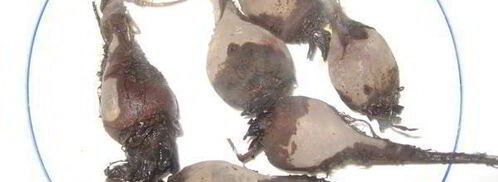 борщ холодный с креветками. Шаг 3