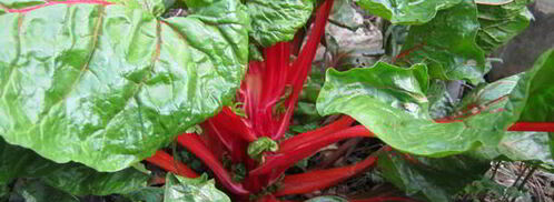 зеленый борщ. Шаг 3