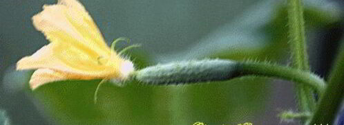 окрошка с мясом. Шаг 11