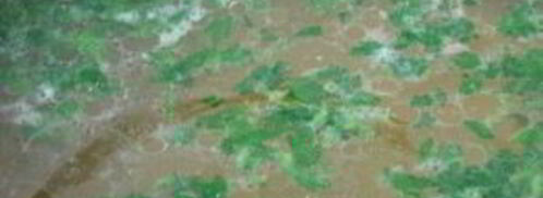 рассольник рыбный классический. Шаг 3