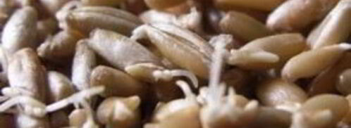 щи московские. Шаг 3