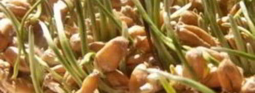 щи московские. Шаг 4