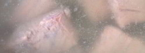 молочная уха. Шаг 3