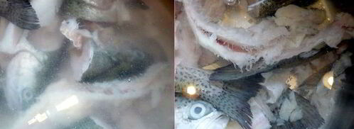 средиземноморская уха с гриссини жил отважный капитан. Шаг 6