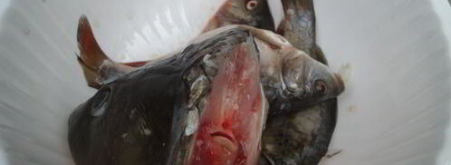 уха из карпа по-царски. Шаг 5