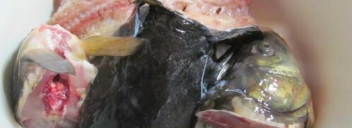 уха из речной рыбы. Шаг 2