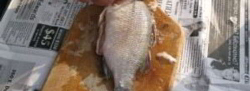 уха на природе. Шаг 2