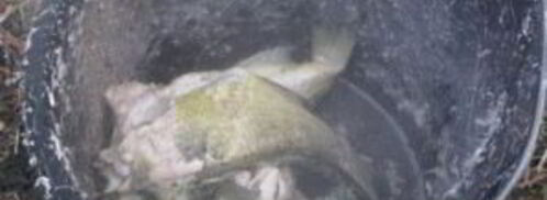 уха на природе. Шаг 7