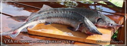 уха по-царски из петуха. Шаг 10