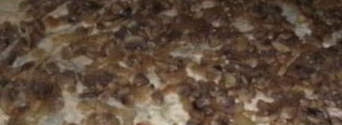 лаваш с грибами и сыром. Шаг 4