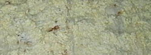 лаваш с консервой. Шаг 5