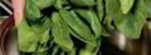 пирог с курицей и шпинатом. Шаг 3