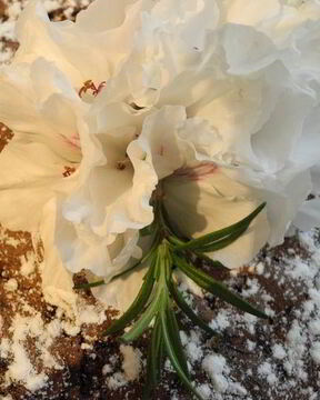 Шоколадная шарлотка с яблоками и пьяной вишней