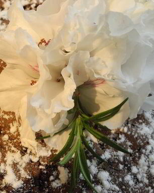 Шоколадная шарлотка с яблоками и пьяной вишней