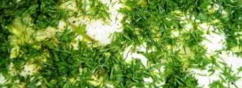 профитроли с красной рыбой. Шаг 5