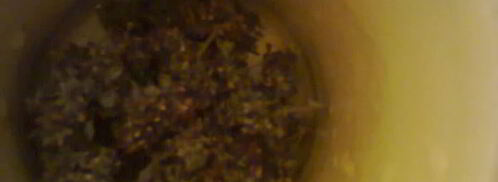 компот из фейхоа с орегано. Шаг 3