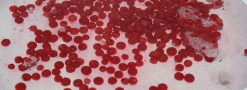 компот-крюшон со смородиной и гибридом мандарина с гранатом. Шаг 2