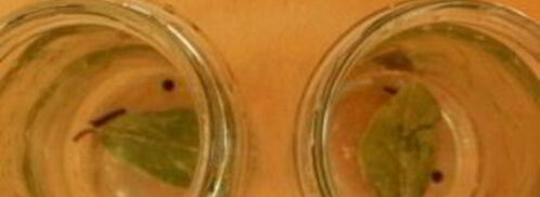 маринованная капуста с лимонной кислотой на зиму. Шаг 4