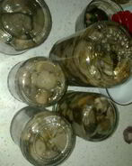 Маринованные грибочки