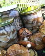 Маринованные маслята