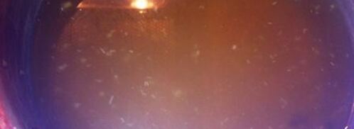 маринованные маслята. Шаг 5