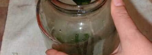 маринованные огурчики. Шаг 24