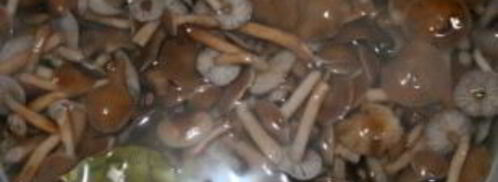 маринованные опята с корицей. Шаг 2